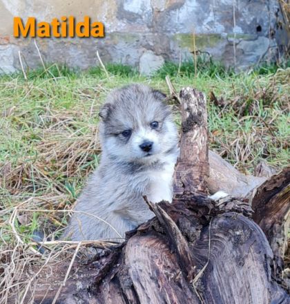 Wir freuen uns, Ihnen unseren aktuellen Pomsky Wurf