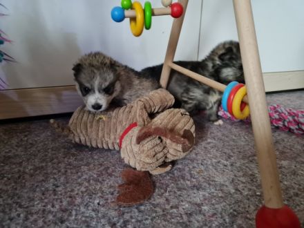 Wir freuen uns, Ihnen unseren aktuellen Pomsky Wurf