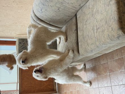 Jeromes, 3 Rüden und 1 Hündin Labdradoodles suchen ein