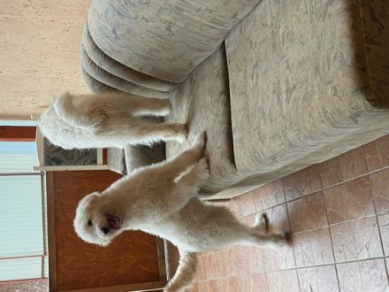 Jeromes, 3 Rüden und 1 Hündin Labdradoodles suchen ein