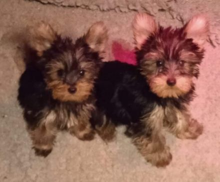 Ich suche eine liebvolle Familie für Welpen vom