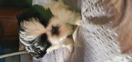 ShihTzu Welpen aus liebevoller Hobbyzucht. Es ist Gina