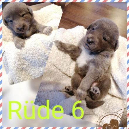 Mama Maremmano Papa Kangal Unsere Welpen sind am 4.1