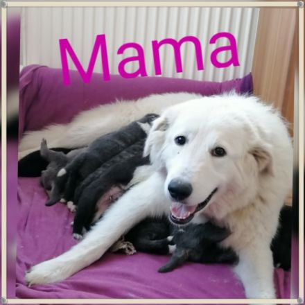 Mama Maremmano Papa Kangal Unsere Welpen sind am 4.1