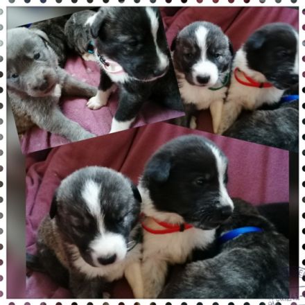 Mama Maremmano Papa Kangal Unsere Welpen sind am 4.1