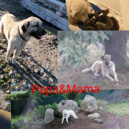 Mama Maremmano Papa Kangal Unsere Welpen sind am 4.1