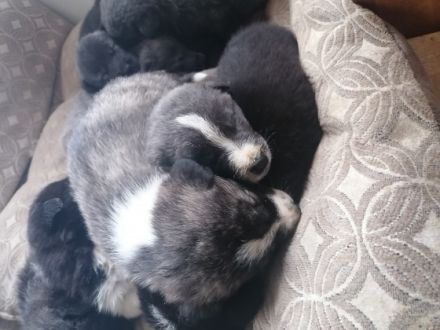 Mama Maremmano Papa Kangal Unsere Welpen sind am 4.1