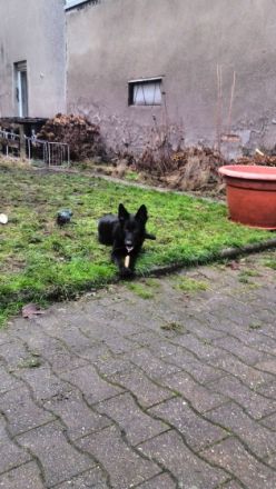 Ronja, Wir verkaufen unsere wunderschöne schwarze 7,5