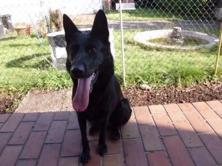 Ronja, Wir verkaufen unsere wunderschöne schwarze 7,5