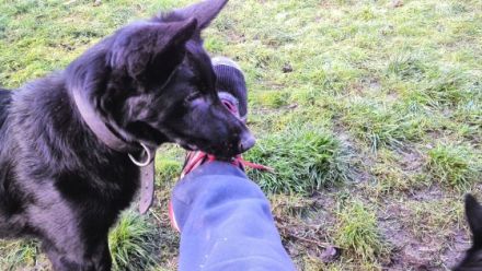 Ronja, Wir verkaufen unsere wunderschöne schwarze 7,5