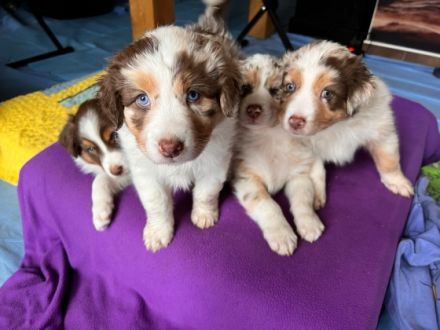 Hallo ! Unsere Australien Shepherd Hündin Stella hat am