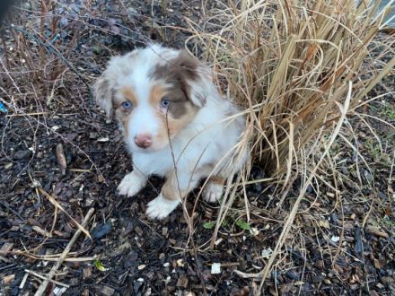 Hallo ! Unsere Australien Shepherd Hündin Stella hat am