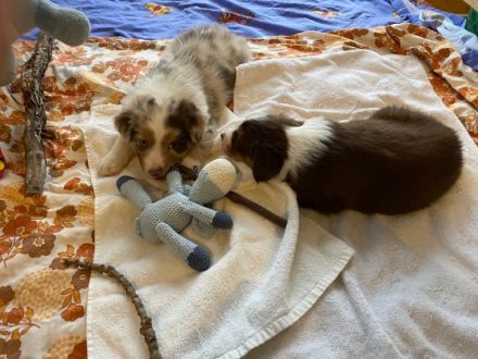 Hallo ! Unsere Australien Shepherd Hündin Stella hat am