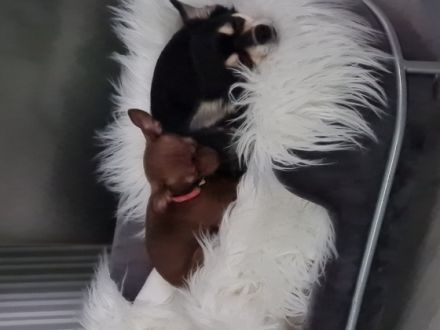 Die kleine Nala ist 12 Wochen alt und sucht ein Zuhause