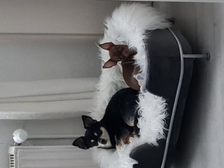 Die kleine Nala ist 12 Wochen alt und sucht ein Zuhause