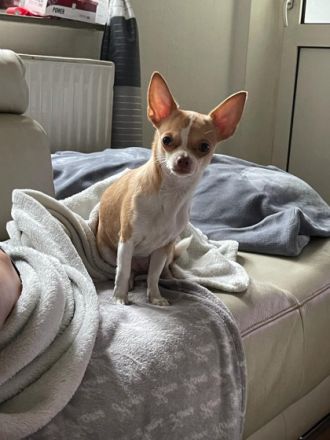 Die kleine Nala ist 12 Wochen alt und sucht ein Zuhause