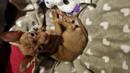 Die kleine Nala ist 12 Wochen alt und sucht ein Zuhause