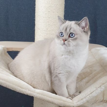 Wir haben einen wunderschönen , reinrassigen BKH Jungen