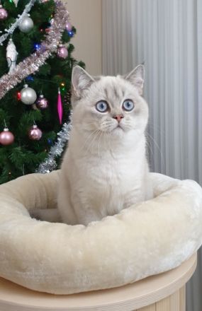 Wir haben einen wunderschönen , reinrassigen BKH Jungen