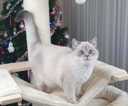 Wir haben einen wunderschönen , reinrassigen BKH Jungen