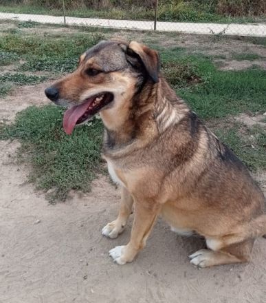 Name: Gino Geschlecht: männlich Alter: geb.ca. Januar