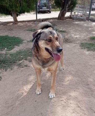 Name: Gino Geschlecht: männlich Alter: geb.ca. Januar