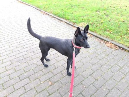 Lucky, - Aufgeweckt, energie geladen - kann gut hören,