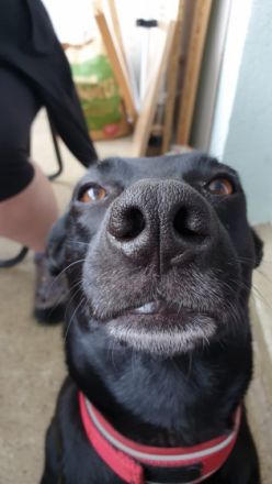 Lucky, - Aufgeweckt, energie geladen - kann gut hören,