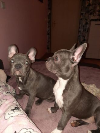 Unsere Welpen suchen ein schönes Zuhause, Gerne können