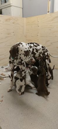 Am 29.12.2021 ist unsere Rasselbande geboren. Es sind 5