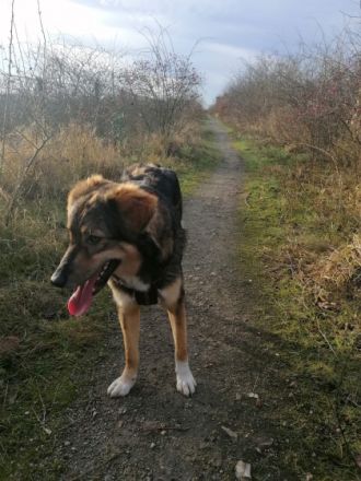 Mr. Che, Maße: ca. 55cm Schulterhöhe, Endgewicht liegt