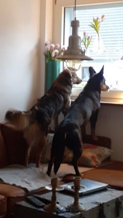 Mr. Che, Maße: ca. 55cm Schulterhöhe, Endgewicht liegt