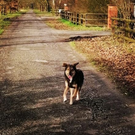Mr. Che, Maße: ca. 55cm Schulterhöhe, Endgewicht liegt