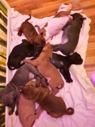 Olde English Bulldogge/American Bulldog,