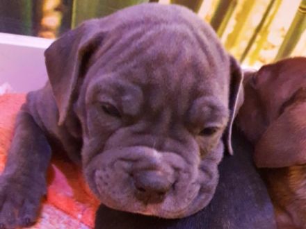 Olde English Bulldogge/American Bulldog,