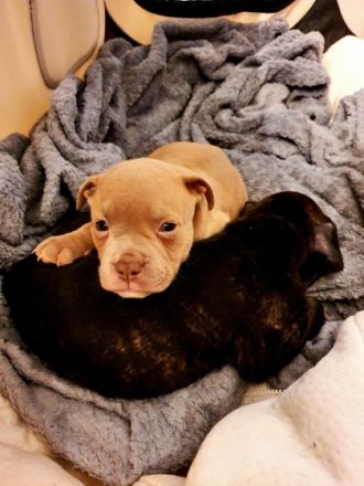 Olde English Bulldogge/American Bulldog,