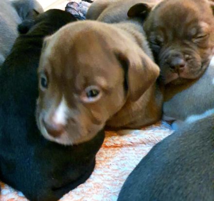 Olde English Bulldogge/American Bulldog,