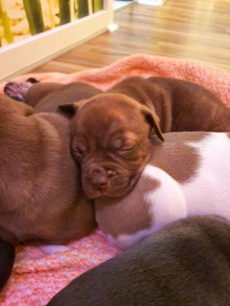 Olde English Bulldogge/American Bulldog,