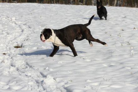 Indiana, Ich biete aus schwierigen familiäre Gründe