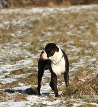 Indiana, Ich biete aus schwierigen familiäre Gründe