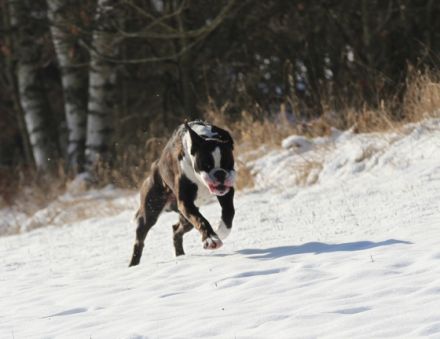 Indiana, Ich biete aus schwierigen familiäre Gründe