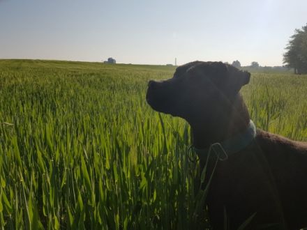 Wir suchen für unsere sechs-jährige, aktive