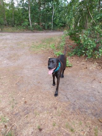 Wir suchen für unsere sechs-jährige, aktive