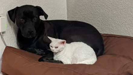 Wir suchen für unsere sechs-jährige, aktive