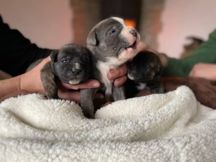 Hallo liebe Presa Liebhaber, Sind Sie auf der Suche