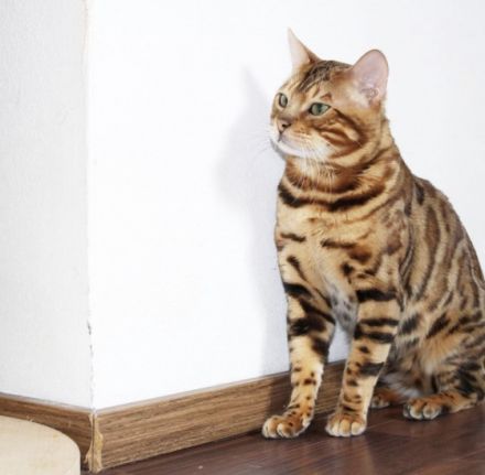 Wildcatsstars Red Romeo