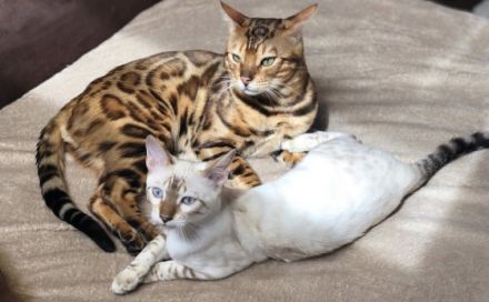 Wildcatsstars Red Romeo