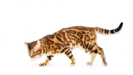 Wildcatsstars Red Romeo