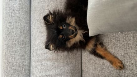 Wir verkaufen unseren Pomeranian Spitz aufgrund der