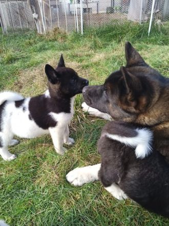 Unsere wundervolle Hündin Luna hat am 02.12.2021/03.12